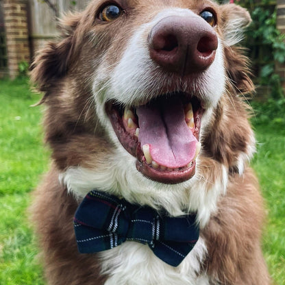 DOG BOW TIE - Navy Tartan